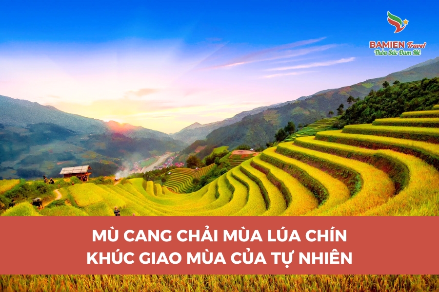 Mù Cang Chải Mùa Lúa Chín: Khúc Giao Mùa Của Tự Nhiên