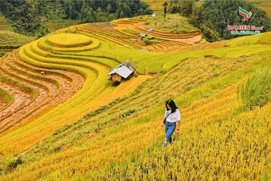 Mù Cang Chải Mùa Lúa Chín: Khúc Giao Mùa Của Tự Nhiên