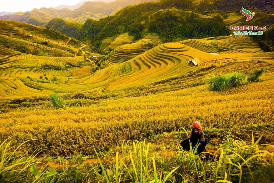 Mù Cang Chải Mùa Lúa Chín: Khúc Giao Mùa Của Tự Nhiên