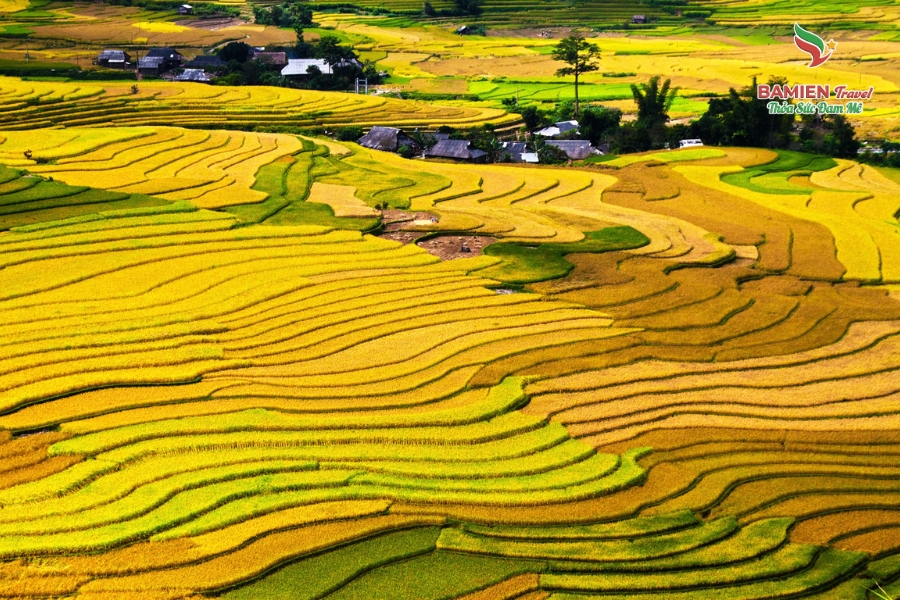 Mù Cang Chải Mùa Lúa Chín: Khúc Giao Mùa Của Tự Nhiên
