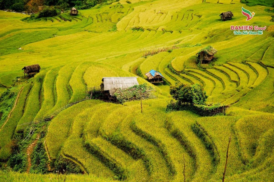 Mù Cang Chải Mùa Lúa Chín: Khúc Giao Mùa Của Tự Nhiên